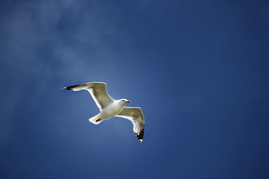seagull, flight, wings, sky, bird, dom, flying, nature, animal HD wallpaper