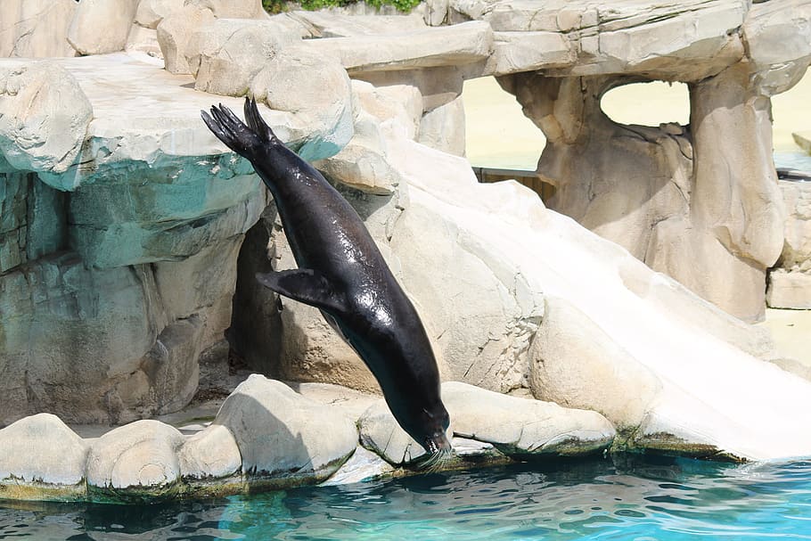 Aquatic, Diving, Penguin, one animal, water, sea life, animal wildlife HD wallpaper