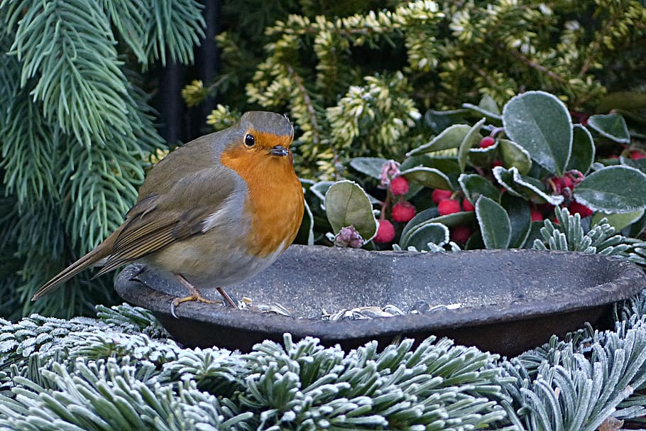 robin, erithacus rubecula, small bird, foraging, garden, animal wildlife HD wallpaper