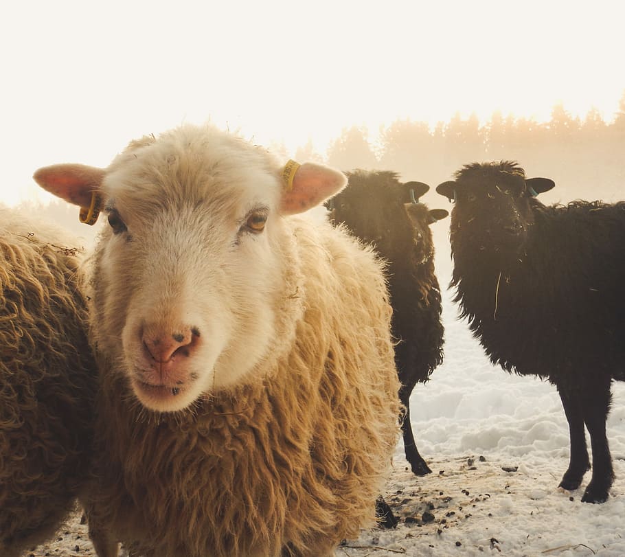 three black and brown sheep at daytime, brown and black sheep at daytime HD wallpaper