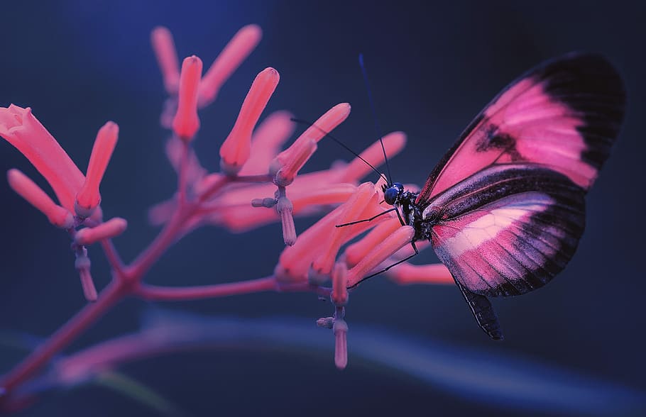 selective focus photo of pink and black butterfly on pink flower, pink and black butterfly on pink flower HD wallpaper