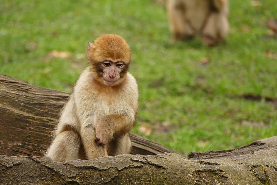 ape, monkey, animal, cute, mammal, wildlife, primate, zoo, nature HD wallpaper