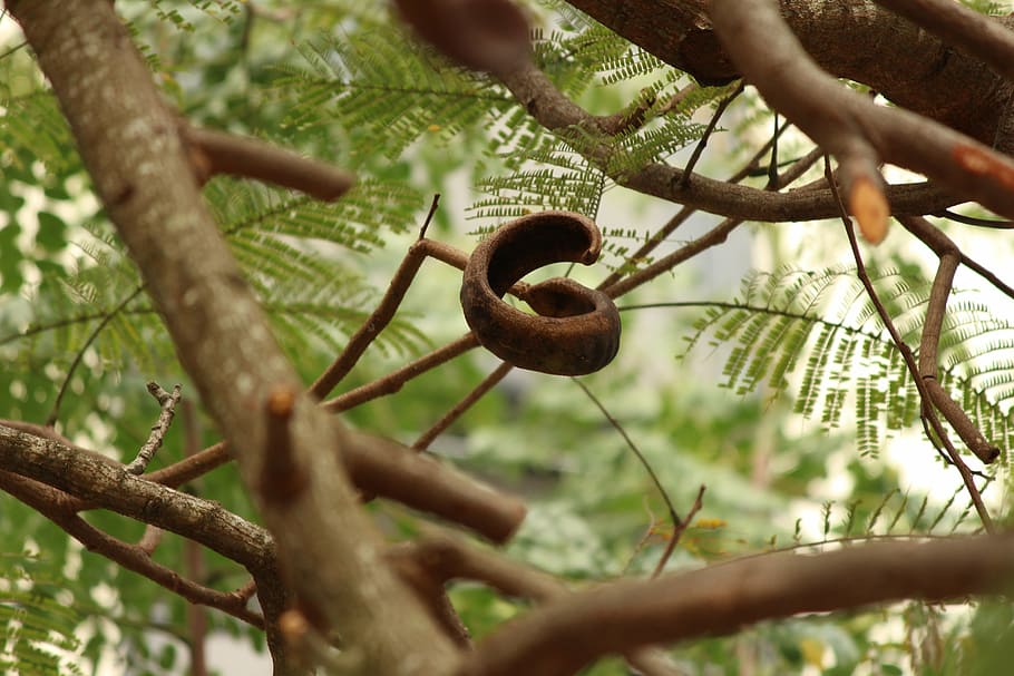 seed, tree, plant, nature, growth, branch, selective focus HD wallpaper