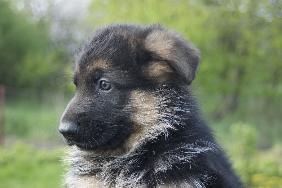 puppy, german shepherd, tiny, cute, animal, dog, pet, young, HD wallpaper