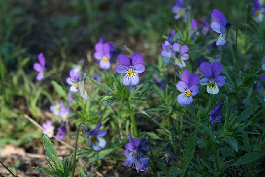 Flower, Blue, Spring, Spring, Garden, Blossom, purple, growth HD wallpaper
