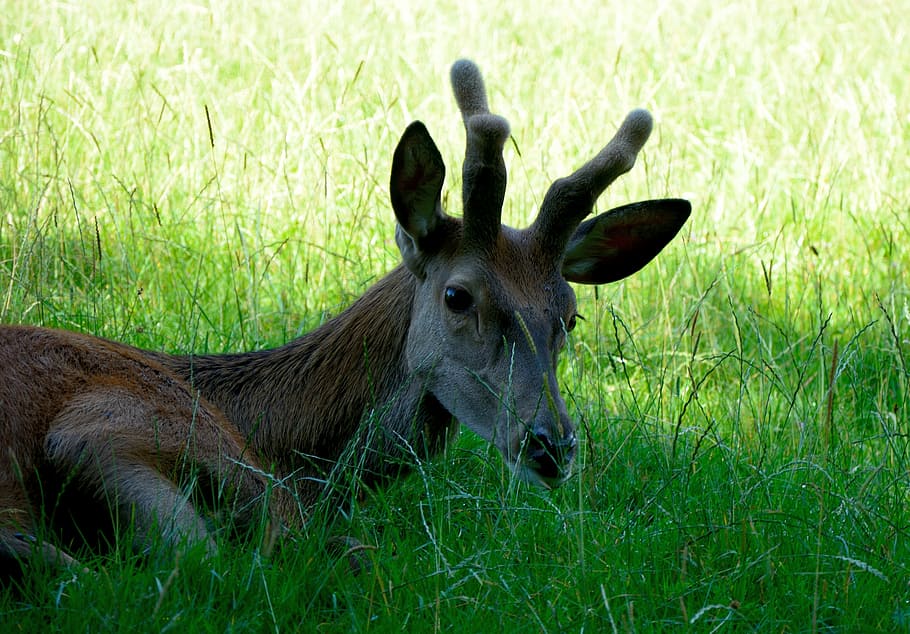 hirsch, red deer, wild, forest, forest animal, nature, animal world HD wallpaper