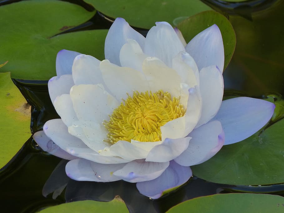 Wildflower, Water Lily, Lily, Flower, aquatic plants, floral