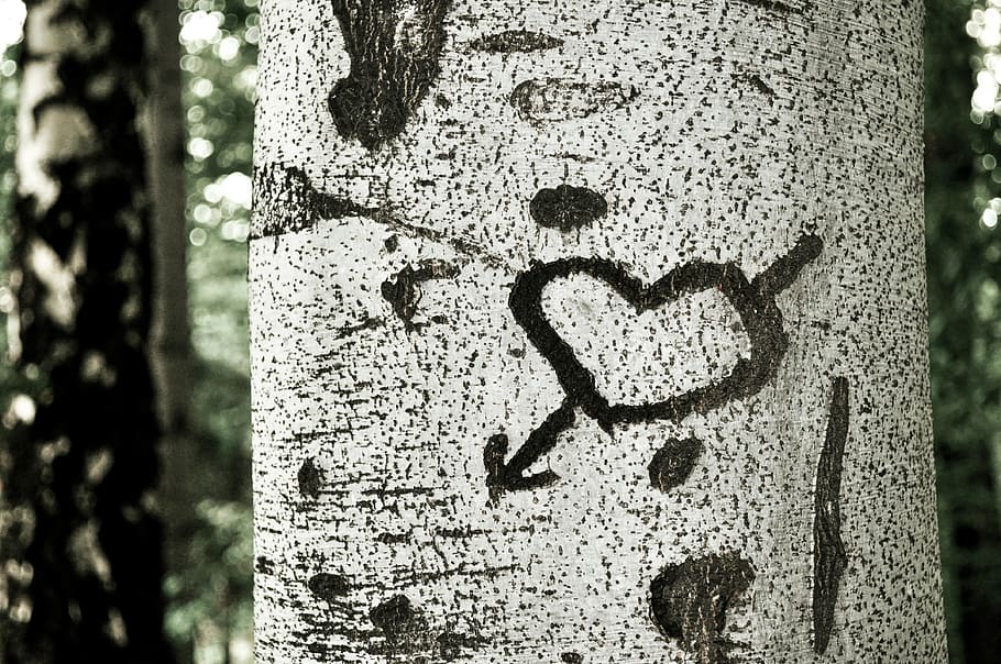 tree, nature, old, model, tree trunk, communication, day, close-up HD wallpaper
