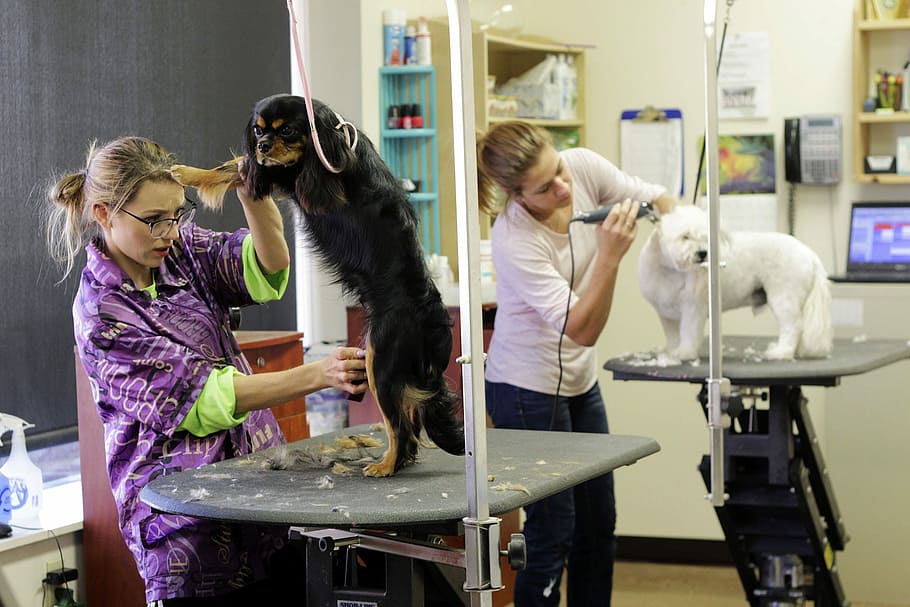 two woman trimming a dogs inside a room, grooming, pet, pet grooming