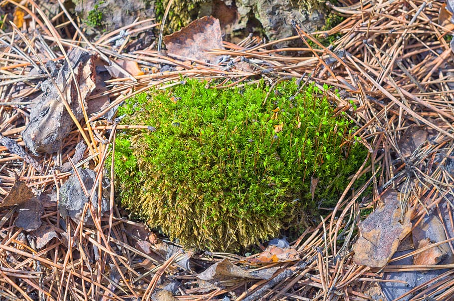 spring, moss, hedgehog, needles, green, plants, closeup, scratchy HD wallpaper