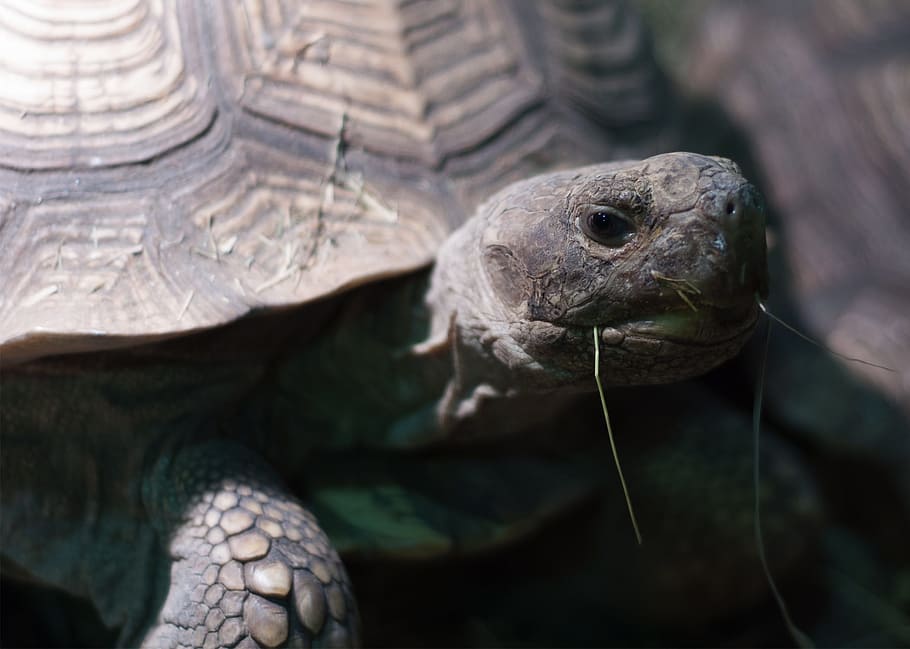 Tortoise, Grass, Shell, Zoo, Aquarium, reptile, one animal HD wallpaper