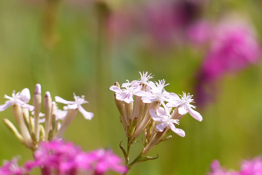 catchfly, white, flowers, pink, close up, natural, flowering plant HD wallpaper