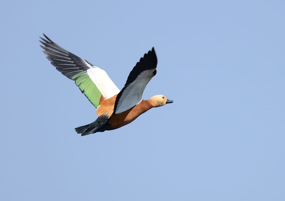 Bif, Bird, Flight, Ruddy, Shelduck, brahminy, fly, outdoors HD wallpaper