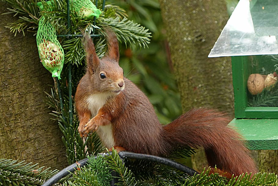 brown squirrel on tree branch, animal, sciurus vulgaris major, HD wallpaper