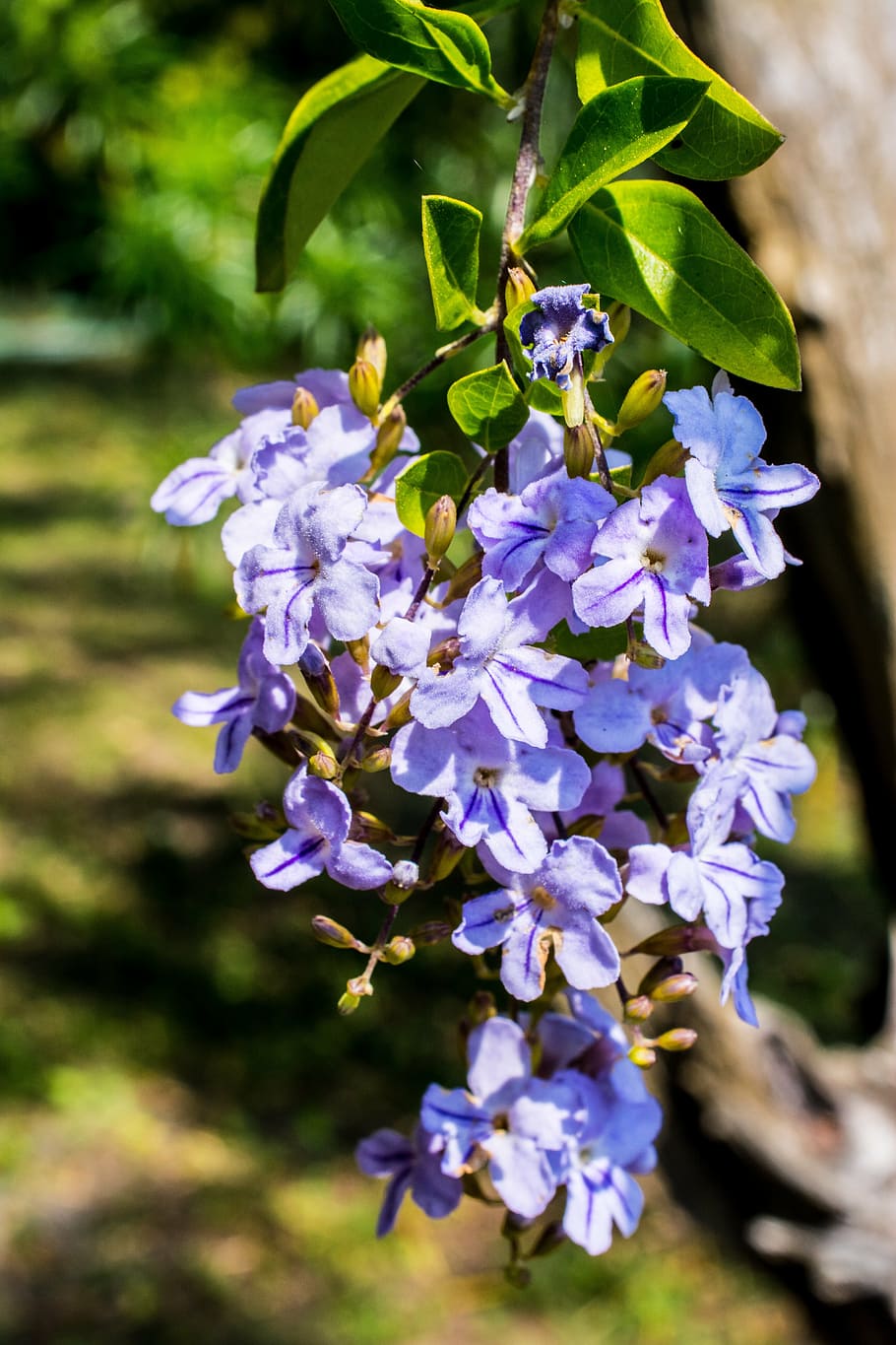 blossom, bloom, flower, blue, close, flowering plant, fragility HD wallpaper