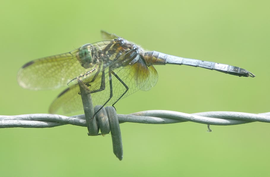 dragonfly, insect, bug, wings, nature, outside, close-up, wild life HD wallpaper