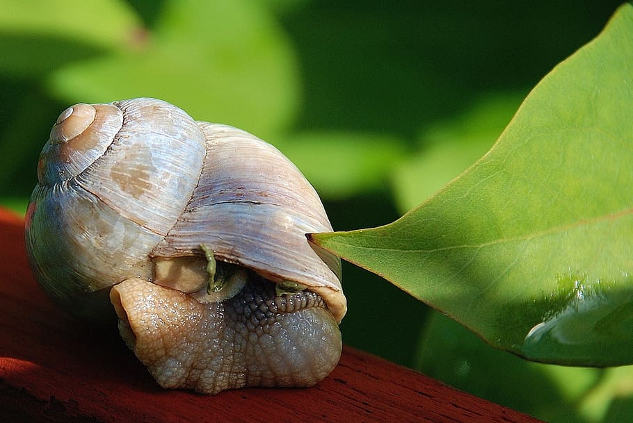 Snail, Shell, Animal, Creature, slowly, photos, leaf, green HD wallpaper