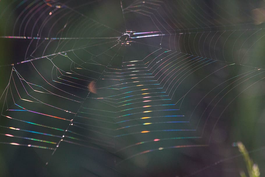 cobweb, refraction, spectrum, macro, back light, spider web HD wallpaper