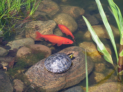 Turtle, Goldfish, Biotope, Waters, amphibian, pond, swimming HD wallpaper