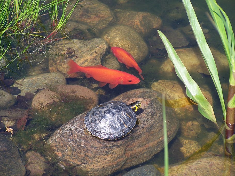 Turtle and clearance goldfish aquarium