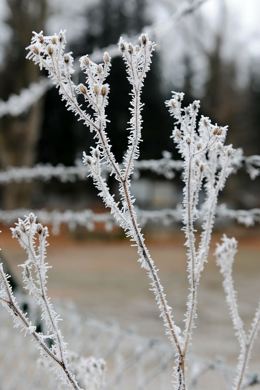 frost, winter, cold, snow, wintry, winter magic, nature, frozen HD wallpaper