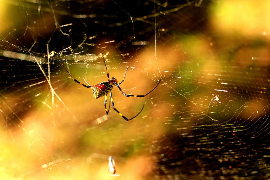 spider, red, yellow, web, sun, nature, arachnid, insect, autumn HD wallpaper