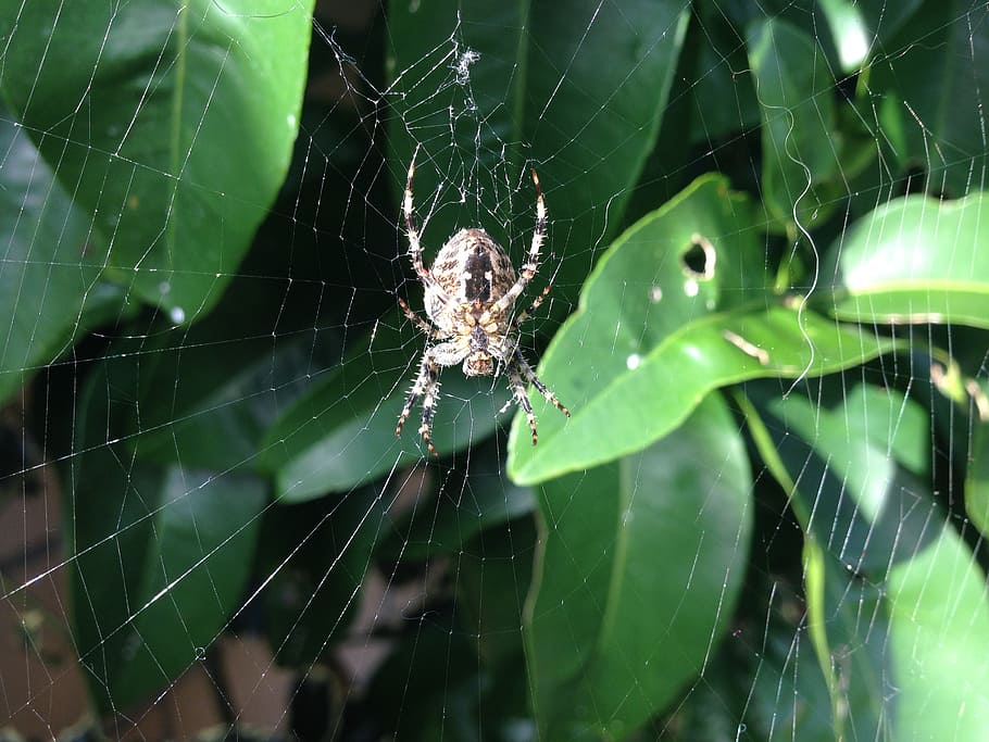 spider, cobweb, arachnid, nature, insect, spider web, invertebrate HD wallpaper