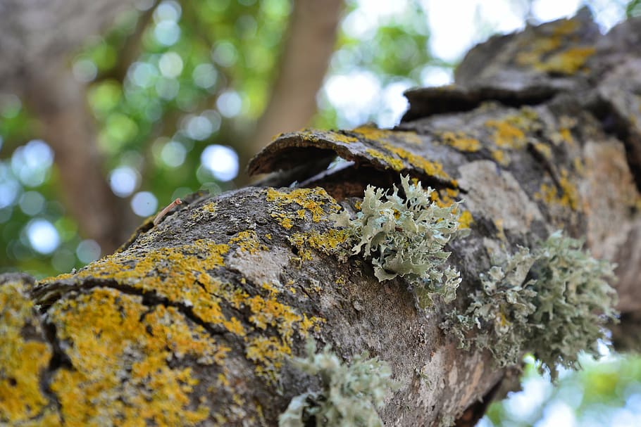 tree, summer, green, garden, nature, branch, log, forest, tree Trunk HD wallpaper