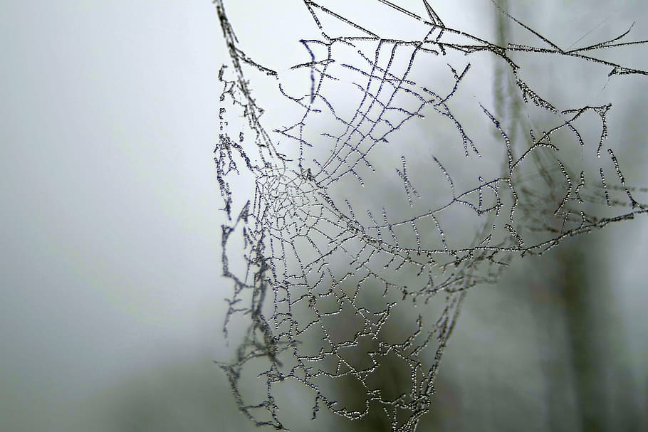 spiderweb on misty surface, cobweb, ice, not cold, frost, frosted HD wallpaper