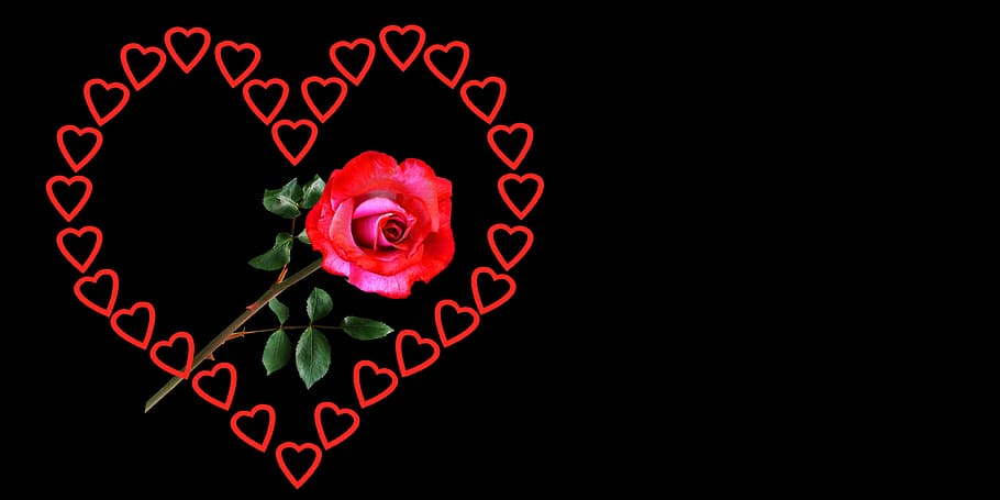 emotions, love, heart, valentine's day, rose, give, connectedness, HD wallpaper