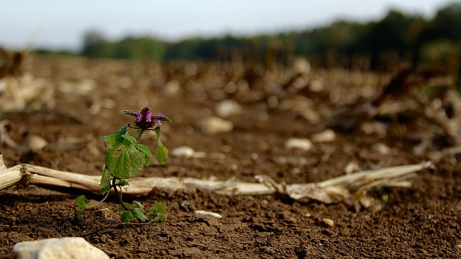 purple flowering plant on brown land near dried wood selective-focus photo HD wallpaper