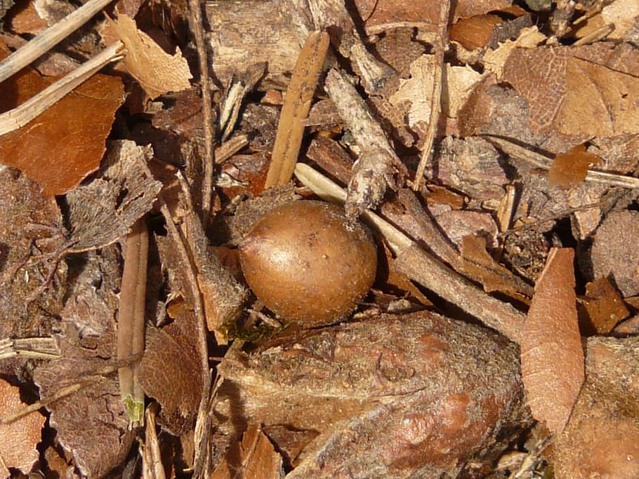 Fruit Capsule, Nut, Brown, Food, winter linde, stone linde HD wallpaper