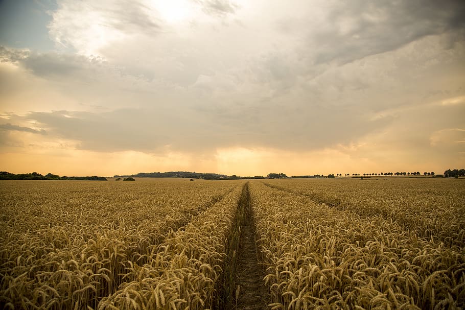 Фотосессия в пшенице. Сельское хозяйство на сцене. Пшеница Майская. Поле пшеницы с коптера. Main fields