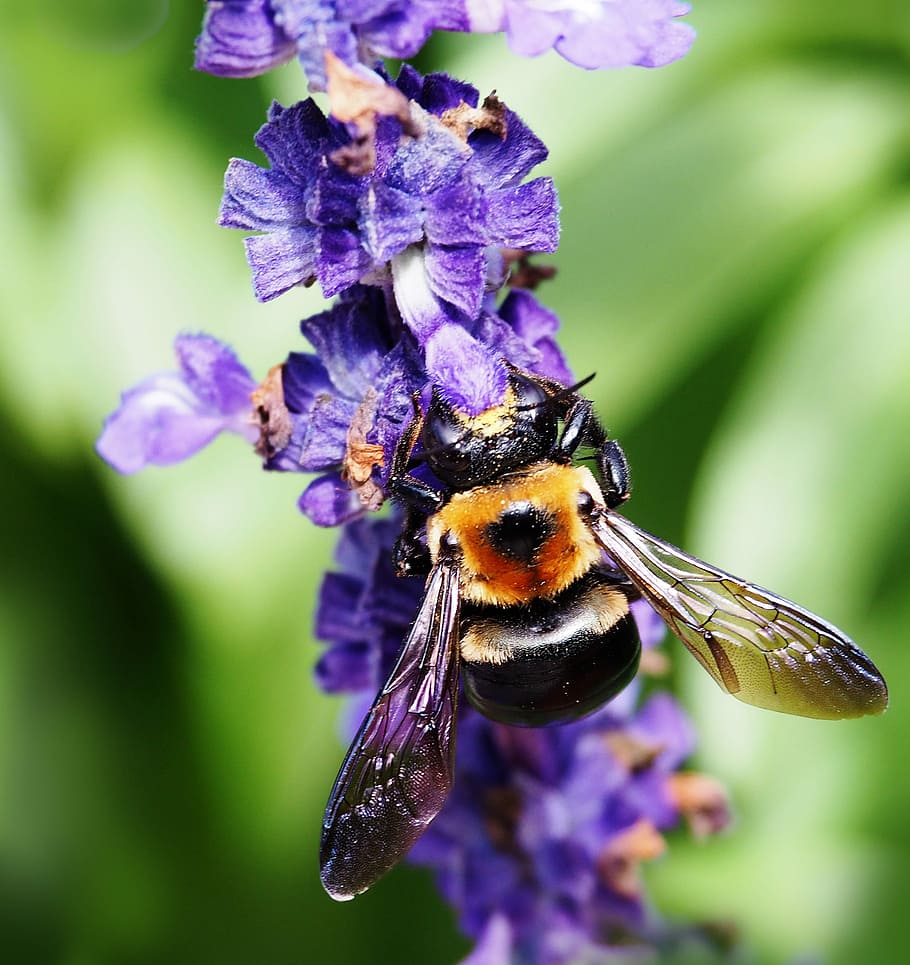 bee, insect, nature, honey, pollination, bumblebee, honeybee HD wallpaper