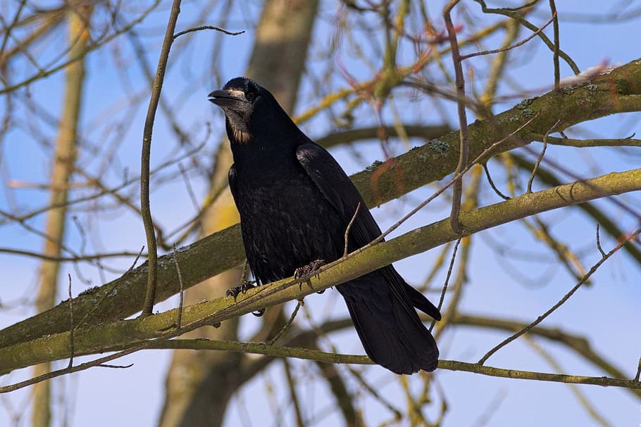 crow, bird, tree, nature, crows, urban birds, closeup, city HD wallpaper