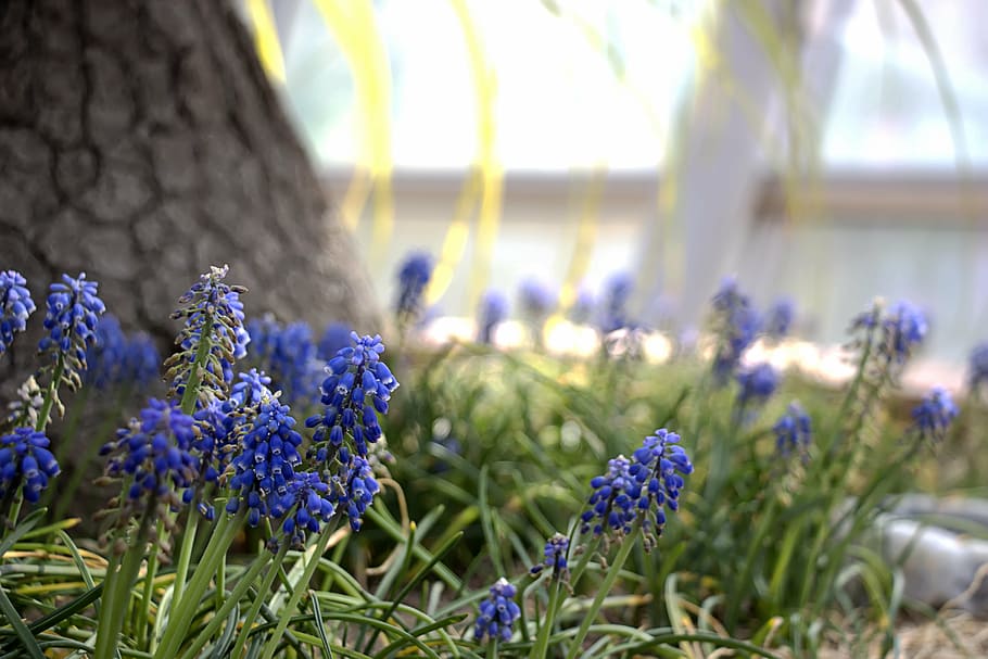 spring, flowers, nature, behold, spring flowers, plants, botanical garden HD wallpaper