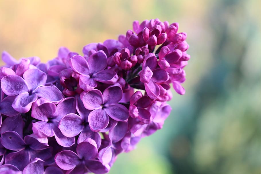 Lilac, Spring, Bloom, Tree, Violet, blossom, purple, branch HD wallpaper