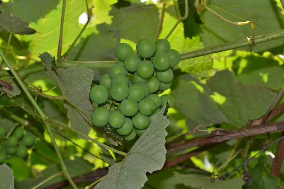 grapes, vine, cluster, leaves, plant, parra, growth, fruit HD wallpaper