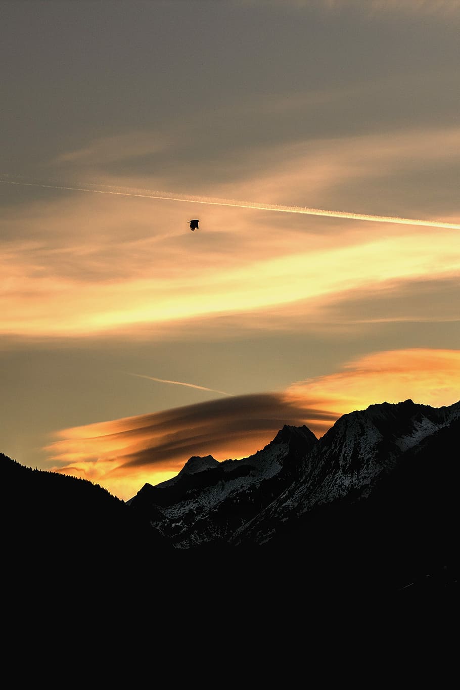 bird on flight above mountain, bird soaring near mountain during golden hour HD wallpaper