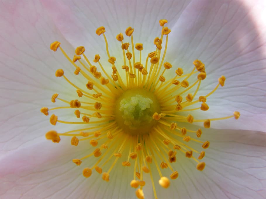 Light, Blossom, Bloom, Summer, flower, petal, single Flower HD wallpaper