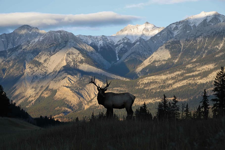 silhouette of deer and mountain background, deer on grass field with mountain as background HD wallpaper