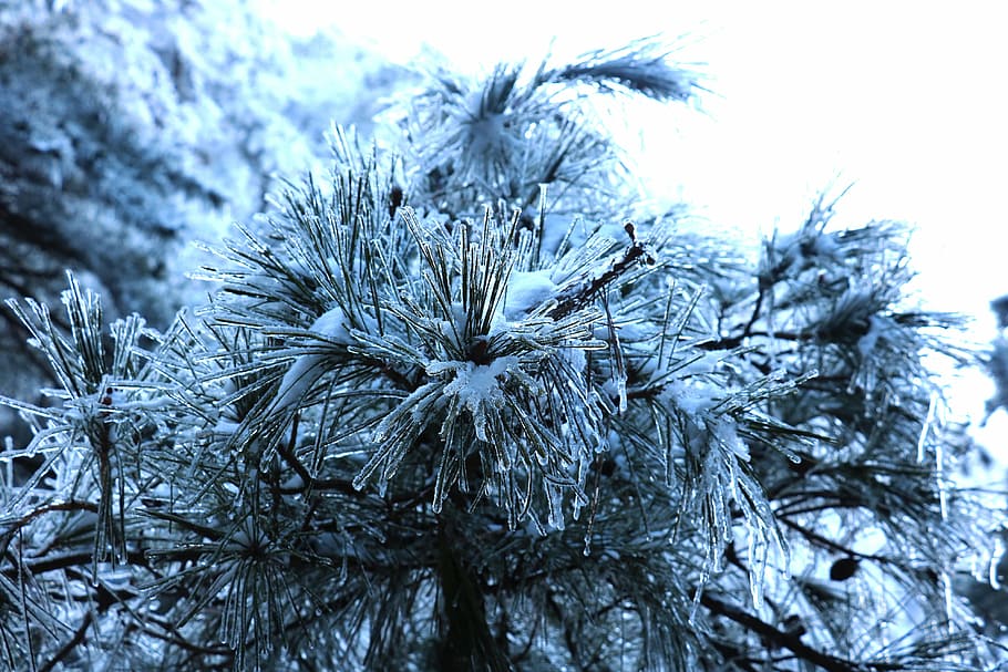 snow, pine tree, grain, cold temperature, plant, winter, frozen HD wallpaper