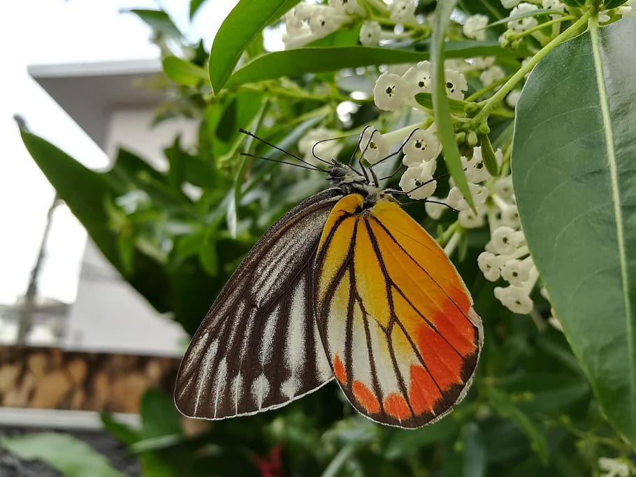 butterfly, flowers, butterfly - insect, plant part, leaf, invertebrate HD wallpaper