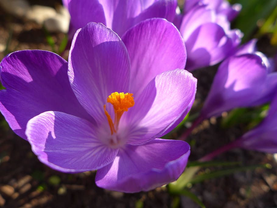 crocus, spring, flower, purple, blossom, bloom, plant, close HD wallpaper