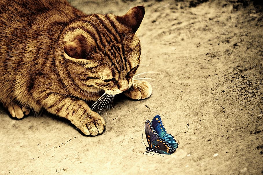 blue and black butterfly near brown cat at daytime, sepia, cute HD wallpaper