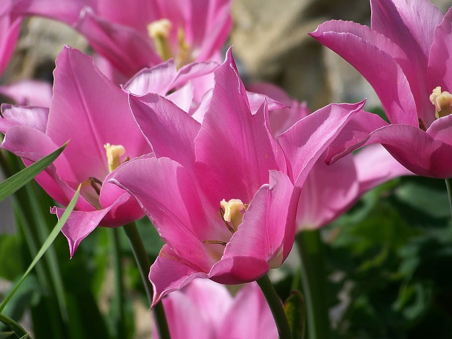 selective focus photography of pink petaled flower, tulip, spring HD wallpaper
