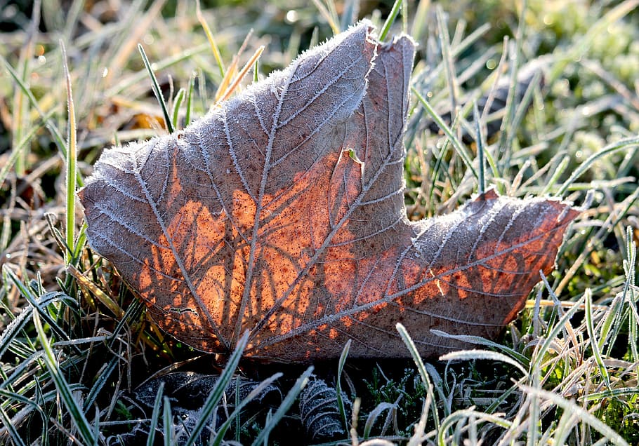 leaf, leaves, autumn, fall foliage, nature, fall leaves, dry HD wallpaper