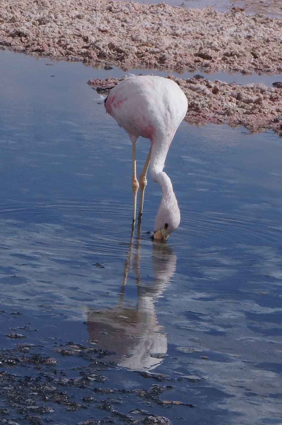 Flamenco, Salar, Reflection, one animal, animals in the wild HD wallpaper