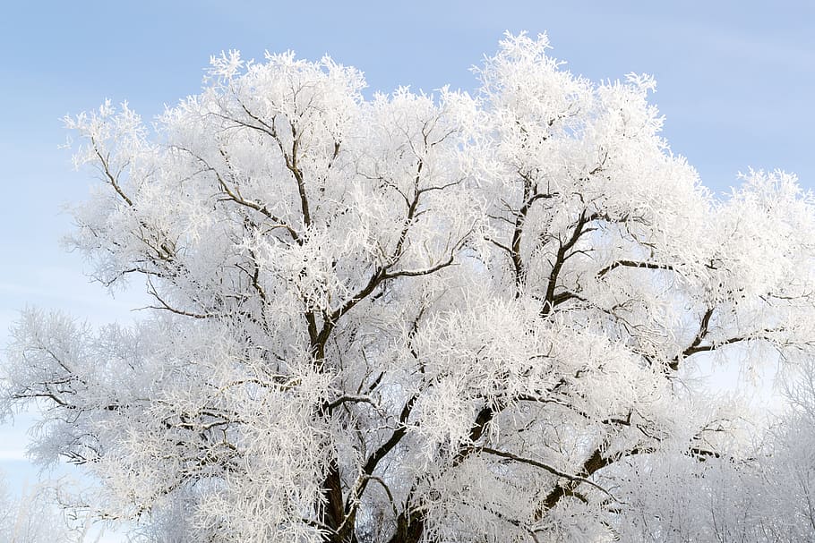white tree, hoarfrost, snow, cold, winter, eiskristalle, iced HD wallpaper