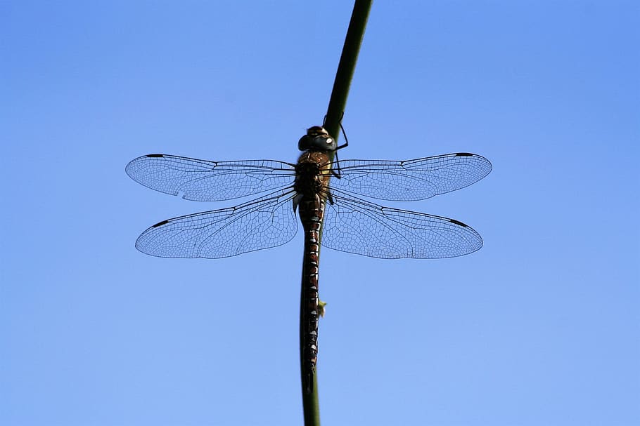 dragonfly, insect, wing, nature, blue, invertebrate, animal wing HD wallpaper
